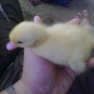 perrytheduck