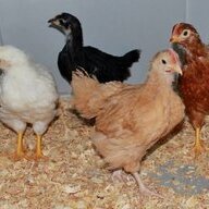 mimischickens