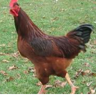 teneyck farms