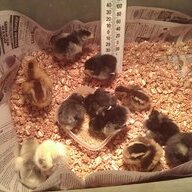 Guinns chicks