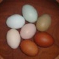 TurkeyMountainChickens