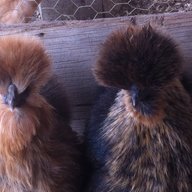 jkpoultry