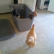 sassychicken79