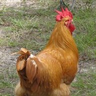 FLSpringChicken