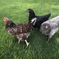 kunachickens