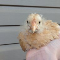 Riverchicken123