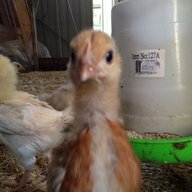 new to chooks