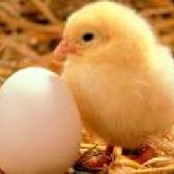 RealtorChick