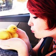 DaisyDuckling