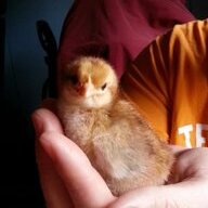 pollo randy