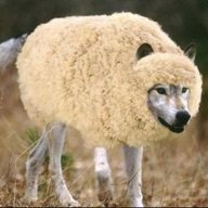 Alpha Roo Wolf