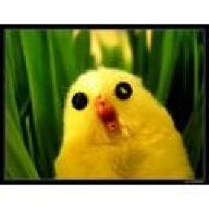 HighlandChick