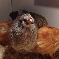 Alaska chicks