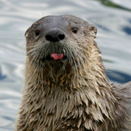TheOtter