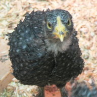 coopernikus