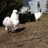 chicktickpatrol