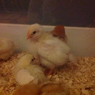 6ChicksDigMe