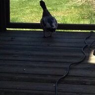 jcquincyduck