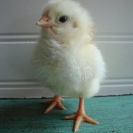 chicken-tenders