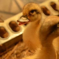 uglyduckling