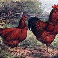 ChandlerChick