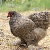 riccischickies