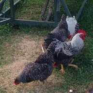 CMK Farms