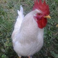 Ravennest