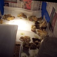 Quail Jailer