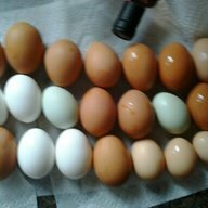 Vass Flock