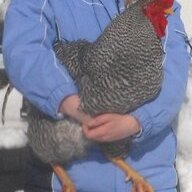 digimonchicken