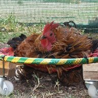 YardChikenshome