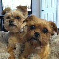 shorkie16