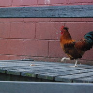ChickenWannabe