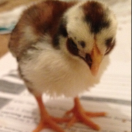 Banoffeebantam