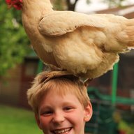 Ladycluckalot