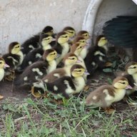 EckDucks