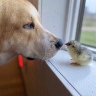 DutchEggs