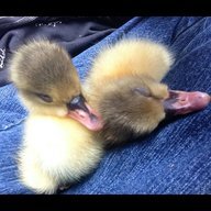 Just Ducky10