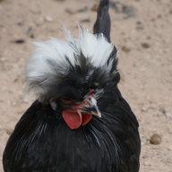 JBondu