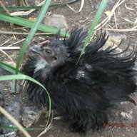 HOVEchickens