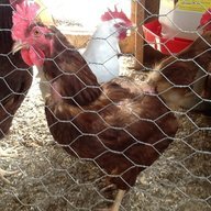 Petersonchick