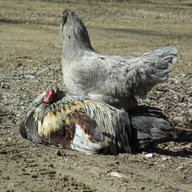 ChickieAnnD