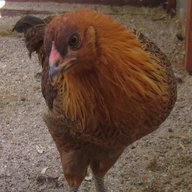 UTChickenguy