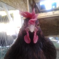 HAPPY HENS7
