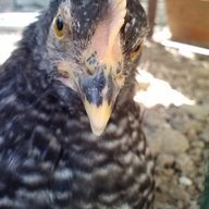 ChickenLilly