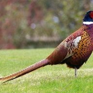 pheasantfeeder