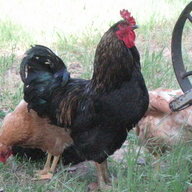 oldbird53