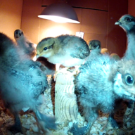 FlockCommotion
