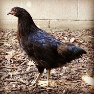 gardenhens
